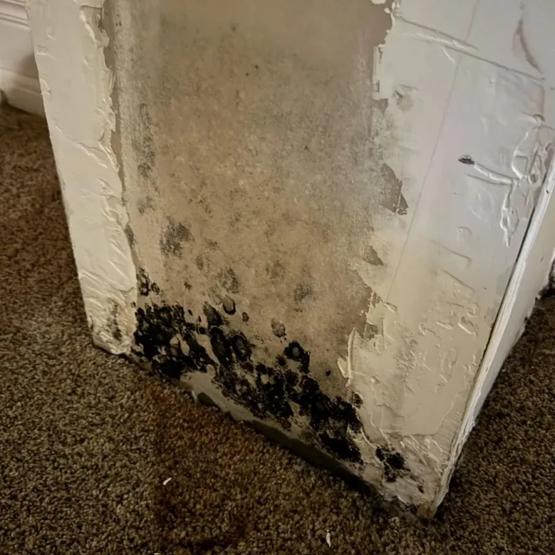 Professional Mold Removal in Crestwood, IL